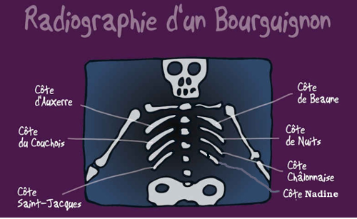 Radiographie d'un bourguignon