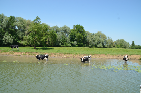 Vaches 3
