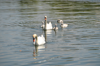 cygne37