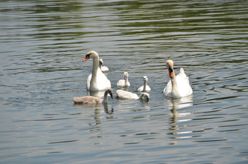 cygne38