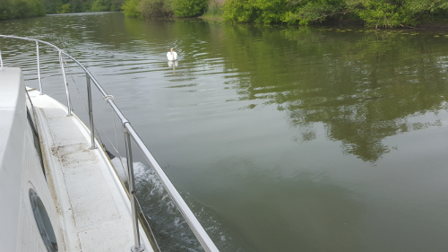 cygne1