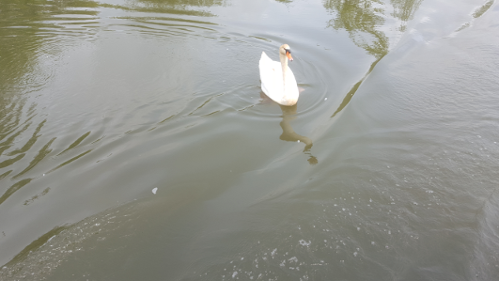 cygne2