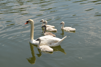 famille de cygnes